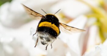 Hummelpflanzen: Blumen für Hummeln schon im Gartenplan bedenken (Foto: AdobeStock - Alexander)