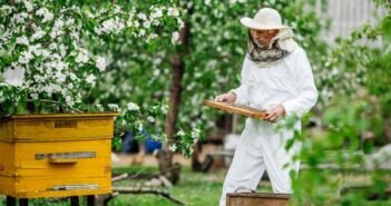 Bienen im eigenen Garten halten: Alles Wissenswerte für Hobby-Imker ( Foto: Adobe Stock - kaninstudio )