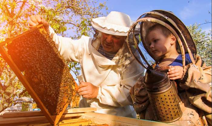Es ist daher wichtig, in gute Schutzkleidung zu investieren, denn keine verärgerte Biene wird sich durch ein „Au!“ vom Stechen abhalten lassen. ( Foto: Adobe Stock -  kosolovskyy )