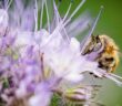 Bienenweide im Gartenplan: So holt man sich Wild- und Honigbienen in den Garten. Bienen im Garten bedeutet nämlich: Die kleinen Bestäuber sammeln fleißig Pollen für unseren leckeren Honig und ihnen dabei zuzusehen erfrischt die Seele. (Foto: AdobeStock - KK-Fotografie)