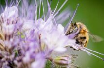 Bienenweide im Gartenplan: So holt man sich Wild- und Honigbienen in den Garten. Bienen im Garten bedeutet nämlich: Die kleinen Bestäuber sammeln fleißig Pollen für unseren leckeren Honig und ihnen dabei zuzusehen erfrischt die Seele. (Foto: AdobeStock - KK-Fotografie)