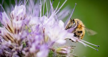 Bienenweide im Gartenplan: So holt man sich Wild- und Honigbienen in den Garten. Bienen im Garten bedeutet nämlich: Die kleinen Bestäuber sammeln fleißig Pollen für unseren leckeren Honig und ihnen dabei zuzusehen erfrischt die Seele. (Foto: AdobeStock - KK-Fotografie)