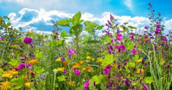 Bienenweide anlegen: Blumen für Bienen schon im Gartenplan vorsehen, denn Bienen im Garten bedeuten auch: Die Bienenweide trägt zum Erhalt der Artenvielfalt bei. (Foto: AdobeStock - Jürgen Fälchle)