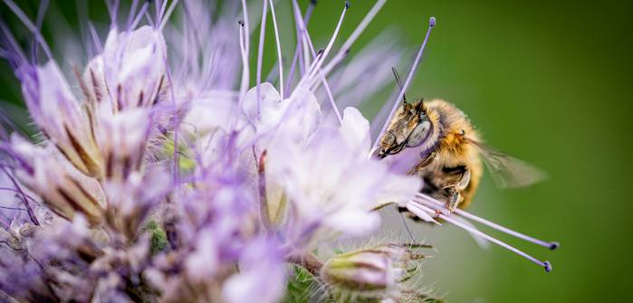 Bienenweide im Gartenplan: So holt man sich Wild- und Honigbienen in den Garten. Bienen im Garten bedeutet nämlich: Die kleinen Bestäuber sammeln fleißig Pollen für unseren leckeren Honig und ihnen dabei zuzusehen erfrischt die Seele. (Foto: AdobeStock - KK-Fotografie)