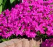 Phlox (Flammenblume): der leuchtende Alleskönner aus Nordamerika (Foto: Adobe Stock-LianeM )