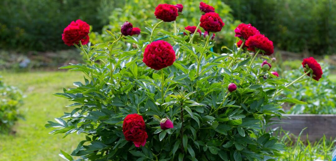 Staudenpfingstrose (Paeonia officinalis): die anmutige und mehrjährige Sonnenanbeterin (Foto: Adobe Stock-Olga)