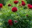 Staudenpfingstrose (Paeonia officinalis): die anmutige und mehrjährige Sonnenanbeterin (Foto: Adobe Stock-Olga)