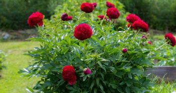 Staudenpfingstrose (Paeonia officinalis): die anmutige und mehrjährige Sonnenanbeterin (Foto: Adobe Stock-Olga)