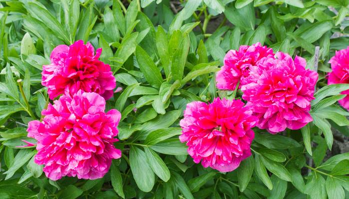 Ihre prachtvollen Blüten sind bauschig oder einfach gefüllt und können einen Durchmesser von bis zu 13 Zentimetern haben. (Foto :Adobe Stock-Nicolette Wollentin)