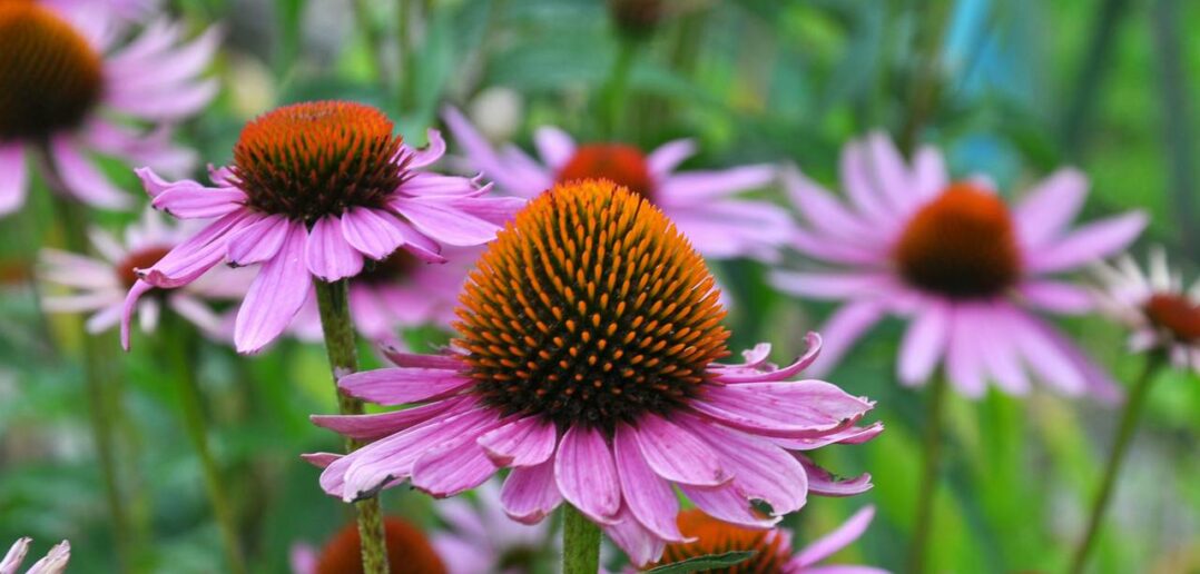 Echinacea (Igelkopf): die romantische Sonnenanbeterin unter den Stauden (Foto: Adobe Stock- orestligetka)