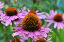 Echinacea (Igelkopf): die romantische Sonnenanbeterin unter den Stauden (Foto: Adobe Stock- orestligetka)