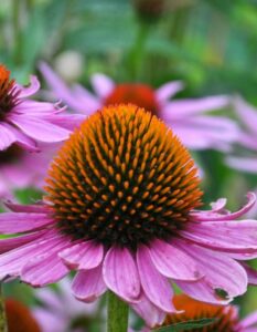 Echinacea (Igelkopf): die romantische Sonnenanbeterin unter den Stauden (Foto: Adobe Stock- orestligetka)