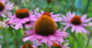 Echinacea (Igelkopf): die romantische Sonnenanbeterin unter den Stauden (Foto: Adobe Stock- orestligetka)