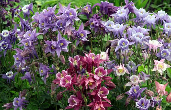 Der Akelei wurde im Mittelalter nachgesagt, sie habe eine liebesfördernde Wirkung auf Menschen. (Foto: Adobe Stock-Flower_Garden)