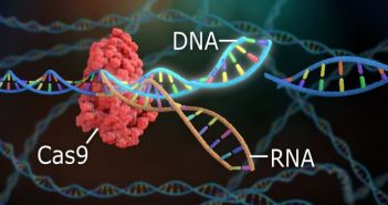 Was ist Genom-Editierung und wie funktioniert das (Foto: AdobeStock - Nathan Devery com 226847822)
