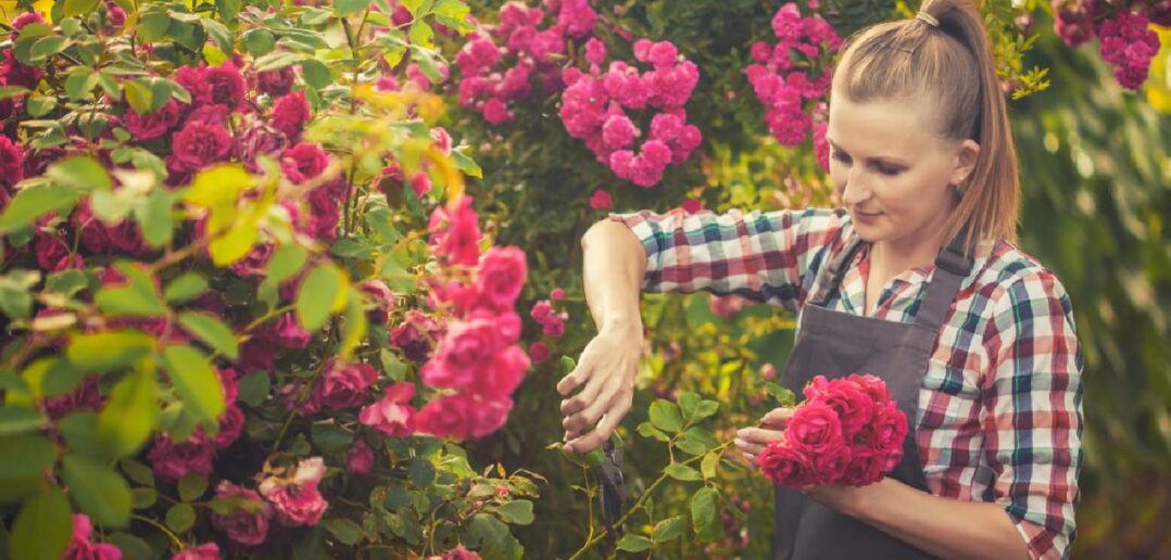 Rosen schneiden im Sommer: Radikaler Rückschnitt oder vorsichtiges Stutzen? ( Foto: Adobe Stock-Dmytro Titov)