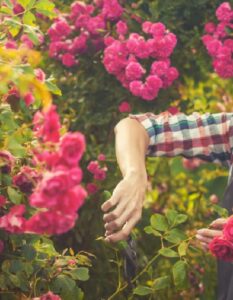 Rosen schneiden im Sommer: Radikaler Rückschnitt oder vorsichtiges Stutzen? ( Foto: Adobe Stock-Dmytro Titov)