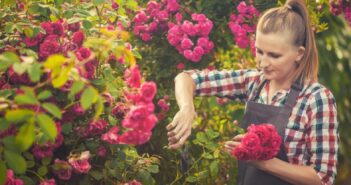 Rosen schneiden im Sommer: Radikaler Rückschnitt oder vorsichtiges Stutzen? ( Foto: Adobe Stock-Dmytro Titov)