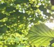 Absonnig: Definition, Beispiele, Pflanzen (Foto: AdobeStock - blaustern fotografie 388459101)