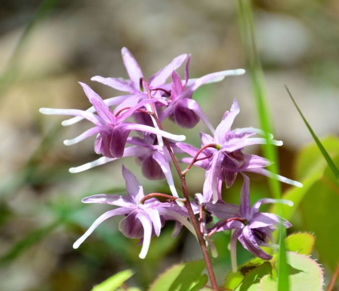 Für die Elfenblume sind halbsonnige Plätze ideal. (Foto: AdobeStock - askaflight 408724646)