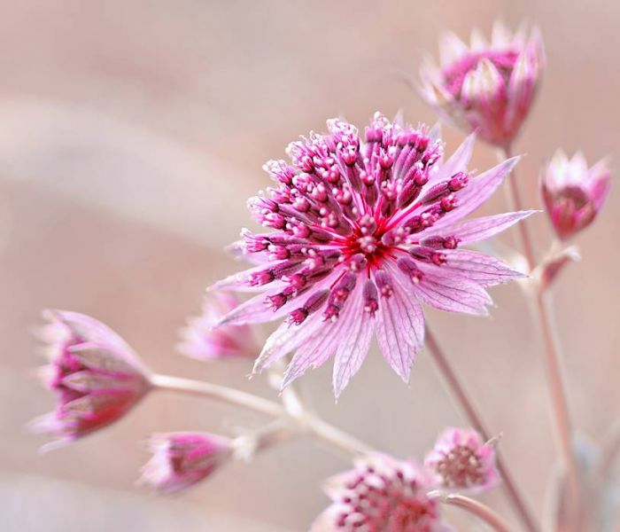 Die Sterndolden sind speziell an das Wachstum in abschattigen Umgebungen angepasst. (Foto: AdobeStock - Iwona 441383234)