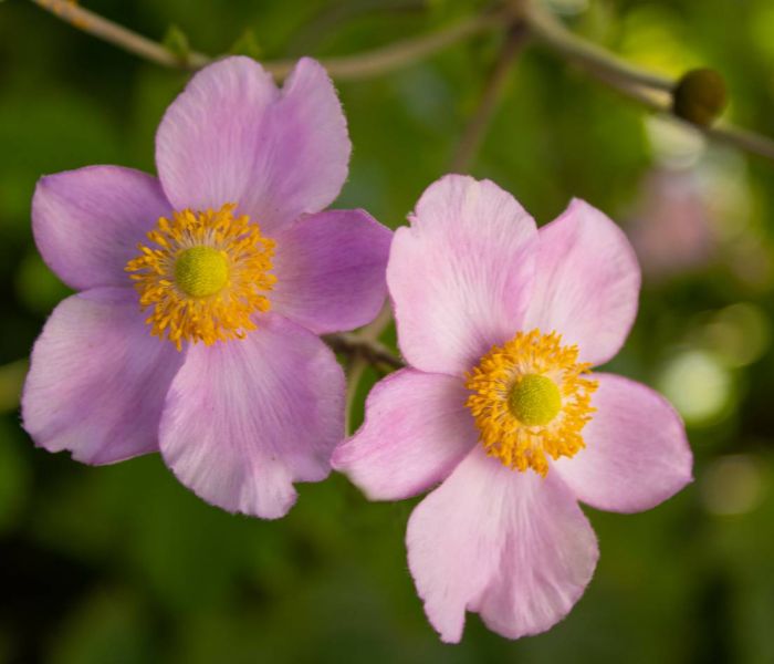 Herbst-Anemonen gedeihen gut an absonnigen Standorten. (Foto: AdobeStock - Carla 375918866)