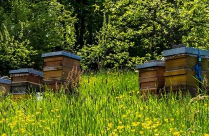Kulinarische Vielfalt: Entdecken Sie Wein, Grünkern und Bienenprodukte im "Lieblichen (Foto: AdobeStock - Anna 433409810)
