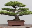 Bonsai Baum: Ursprung, Pflege und welche Art am besten zu dir passt (Foto: AdobeStock - 53994565 xin wang)