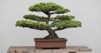 Bonsai Baum: Ursprung, Pflege und welche Art am besten zu dir passt (Foto: AdobeStock - 53994565 xin wang)