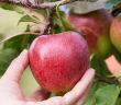 Exklusive Apfelsorte 'MagicStar' jetzt deutschlandweit bei EDEKA (Foto: EDEKA ZENTRALE Stiftung & Co. KG)