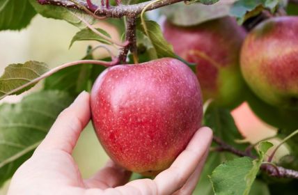 Exklusive Apfelsorte 'MagicStar' jetzt deutschlandweit bei EDEKA (Foto: EDEKA ZENTRALE Stiftung & Co. KG)