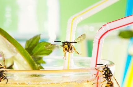 Wespenstiche vermeiden: Tipps und Tricks zur Prävention (Foto: AdobeStock - Ingo Bartussek 25192069)