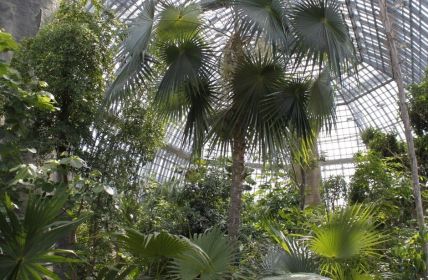 Berliner Institutionen retten bedrohte Wildpflanzen auf der (Foto: I. Haas, Botanischer Garten und Botanisches Museum Berlin)