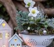 Dekorative Weihnachtspflanzen für festliche Haus- und (Foto: AdobeStock 549812139  Natalia Greeske)