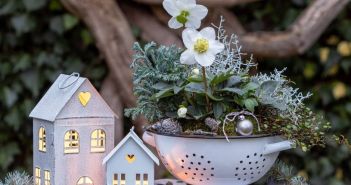 Christrose: Der Klassiker für vorweihnachtliche Stimmung im Garten Dekorative Weihnachtspflanzen für festliche Haus- und (Foto: AdobeStock 549812139 Natalia Greeske)