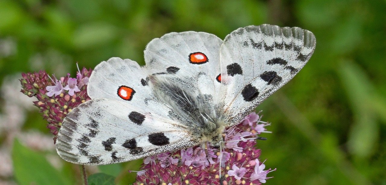 Schmetterling des Jahres 2024: Mosel-Apollofalter in Gefahr (Foto: AdobeStock - Tim's insects 468427059)