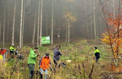 60 Helfer pflanzen 2500 Roteichen und Bergahorn im November (Foto: ARJES GmbH)