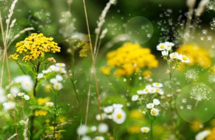 ePIN erfasst Hasel- und Erlenpollen an acht Messstandorten (Foto: AdobeStock - gudrun - 567373837)