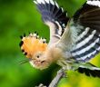 Junger Naturfotograf Bonzheim verbindet Fotografie Wissenschaft und regionalen (Foto: Hannes Bonzheim)