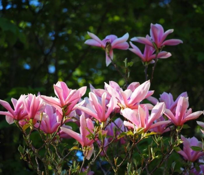 Magnolien in Dennenlohe (Foto: Freiherrliche Schloss- und Gartenverwaltung Dennenlohe)