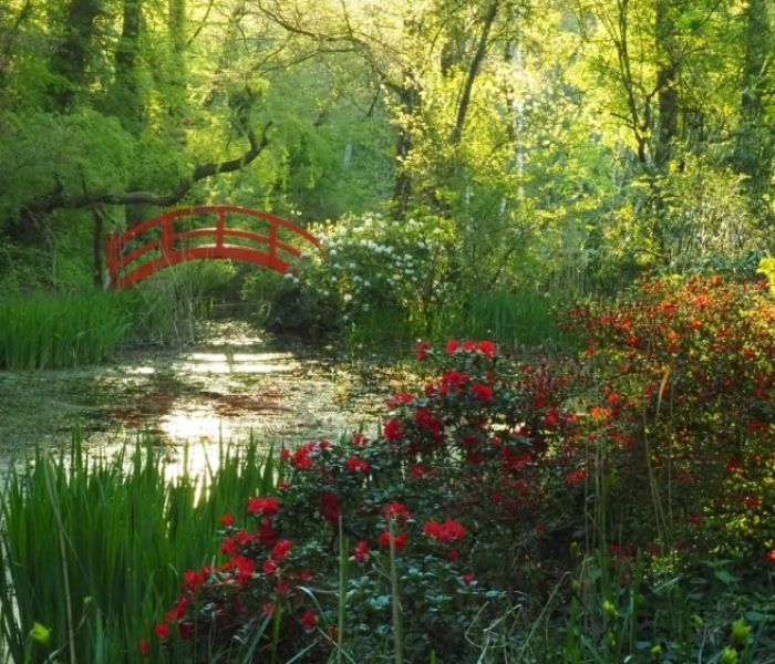 Rhododendren (Foto: Freiherrliche Schloss- und Gartenverwaltung Dennenlohe)