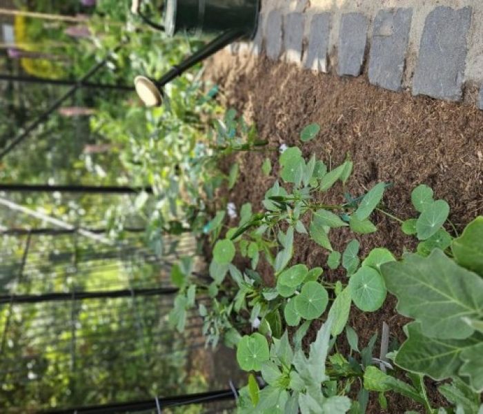 Mit Gartenfaser gemulchte Beete in einem Gew&auml;chshaus (Foto: Sally Eder, instagram.com/sallys_garten)