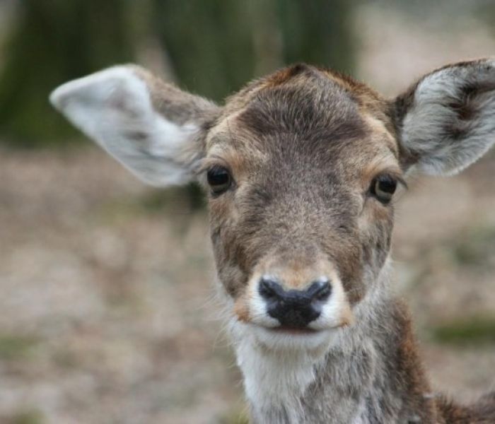Ein Besuch beim Wild-Park Klaushof ist ein Abenteuer für Groß und (Foto: Heike Ulsamer)