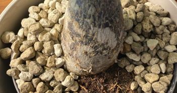 Weißer Schimmel auf Blumenerde: Ursachen erkennen und effektiv (Foto: frux)