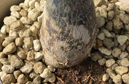 Weißer Schimmel auf Blumenerde: Ursachen erkennen und effektiv (Foto: frux)